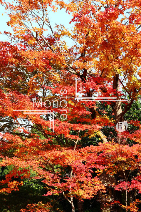 紅葉の写真 Autumn leaves Photography 3634