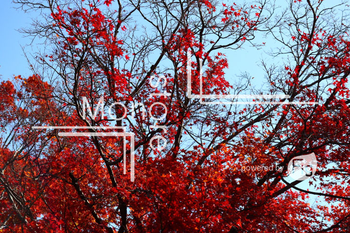 紅葉の写真 Autumn leaves Photography 3649