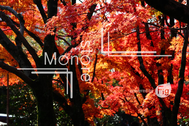 紅葉の写真 Autumn leaves Photography 3655