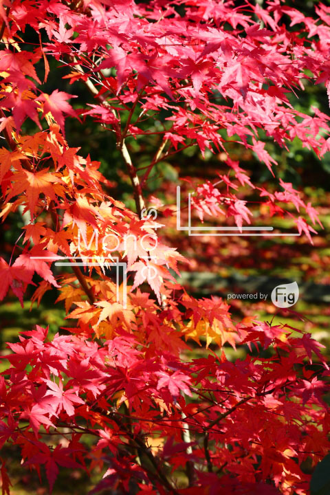 紅葉の写真 Autumn leaves Photography 3658