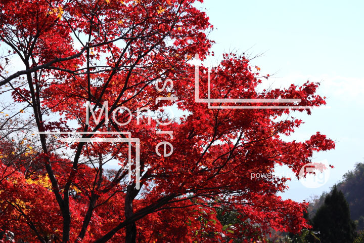 紅葉の写真 Autumn leaves Photography 3660