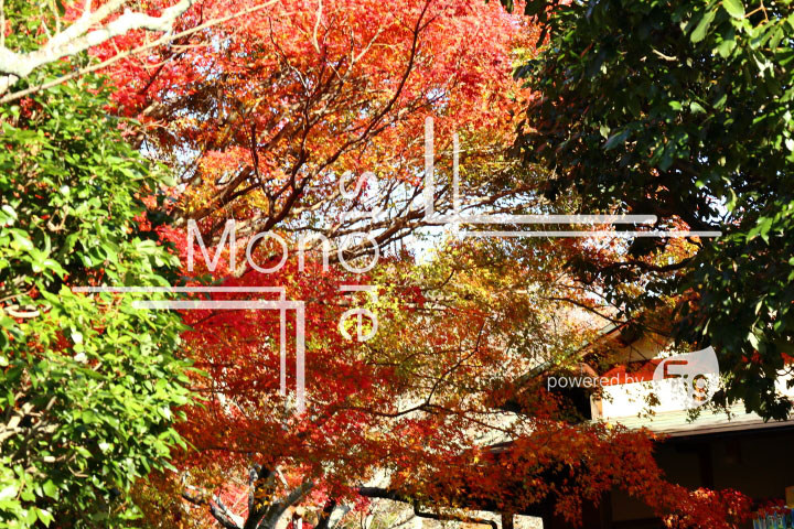 紅葉の写真 Autumn leaves Photography 3711