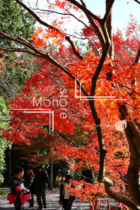 紅葉の写真 Autumn leaves Photography 3729
