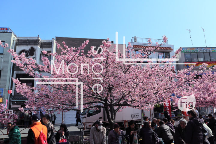 桜の写真 Cherry blossoms Photography 4514