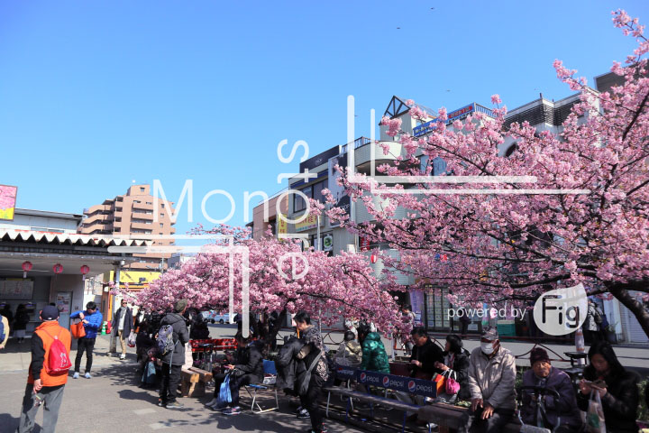 桜の写真 Cherry blossoms Photography 4516