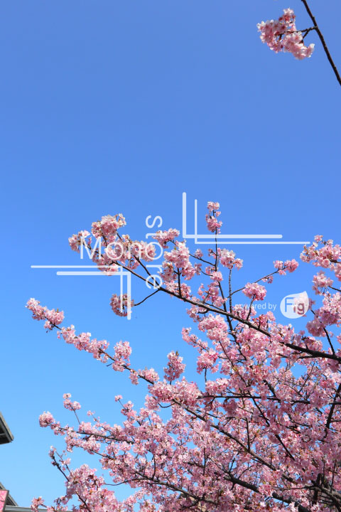 桜の写真 Cherry blossoms Photography 4520