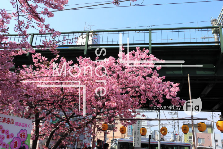 桜の写真 Cherry blossoms Photography 4525