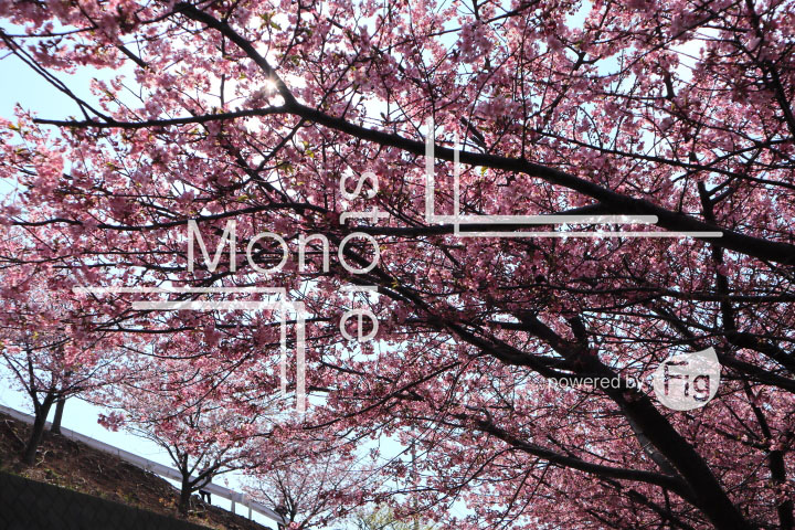 桜の写真 Cherry blossoms Photography 4534