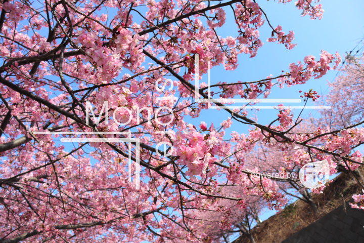 桜の写真 Cherry blossoms Photography 4536
