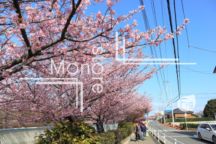 桜の写真 Cherry blossoms Photography 4544