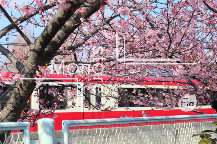 桜の写真 Cherry blossoms Photography 4557