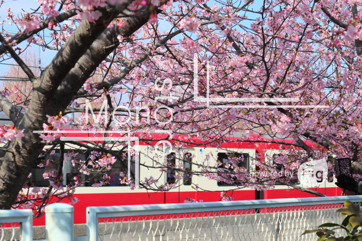 桜の写真 Cherry blossoms Photography 4559