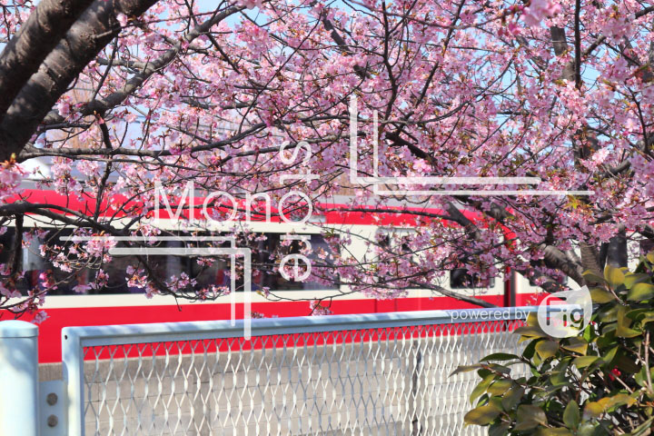 桜の写真 Cherry blossoms Photography 4565