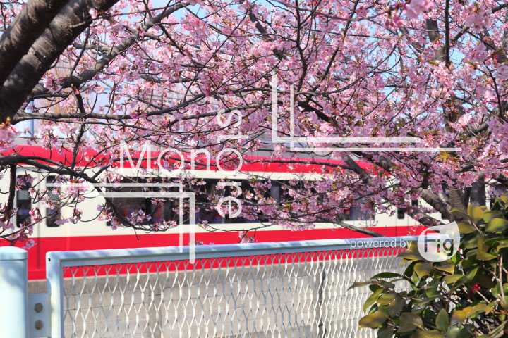桜の写真 Cherry blossoms Photography 4566