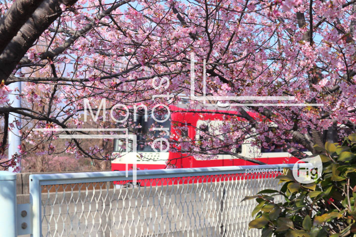 桜の写真 Cherry blossoms Photography 4568