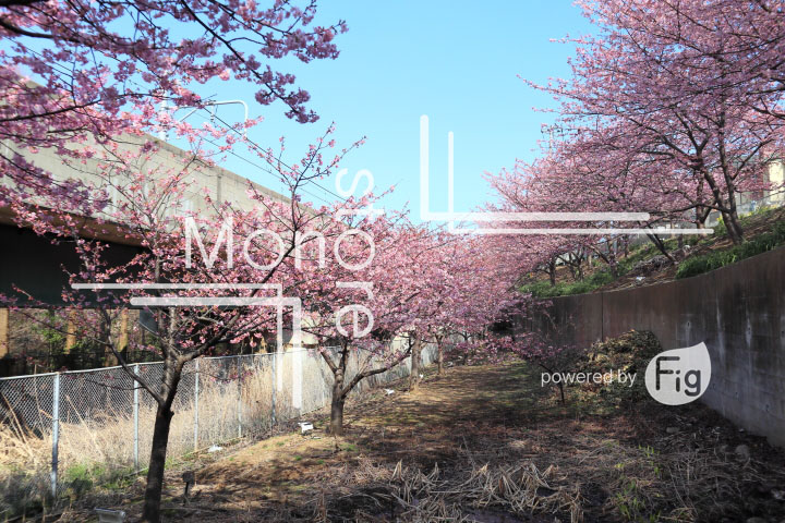 桜の写真 Cherry blossoms Photography 4573