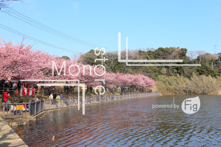 桜の写真 Cherry blossoms Photography 4579