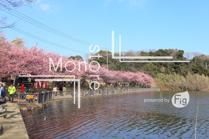 桜の写真 Cherry blossoms Photography 4584