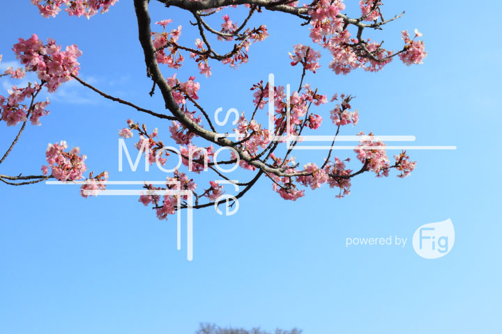 桜の写真 Cherry blossoms Photography 4595