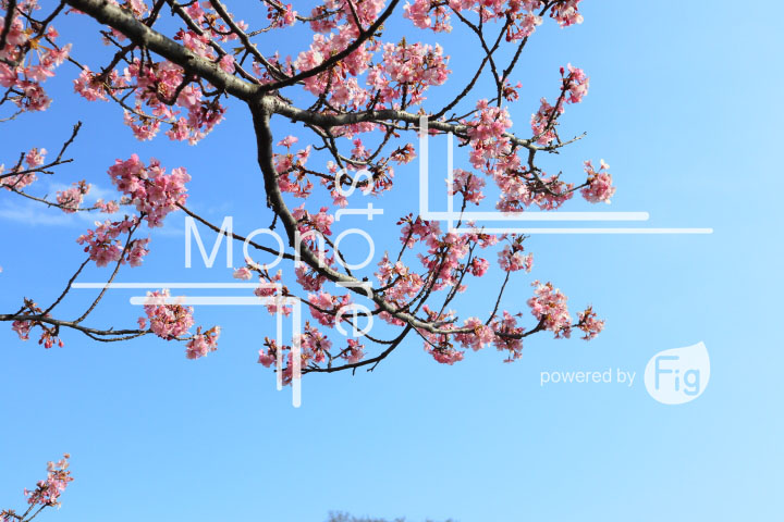 桜の写真 Cherry blossoms Photography 4597
