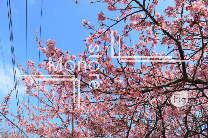 桜の写真 Cherry blossoms Photography 4599