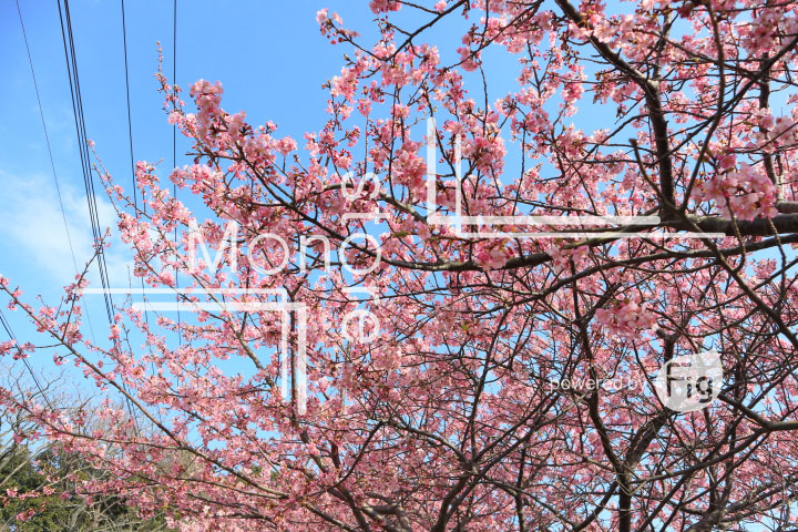 桜の写真 Cherry blossoms Photography 4600