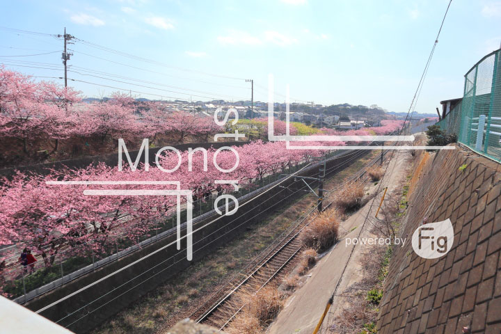 桜の写真 Cherry blossoms Photography 4605
