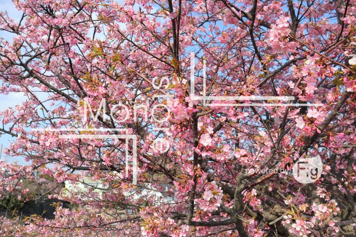 桜の写真 Cherry blossoms Photography 4608