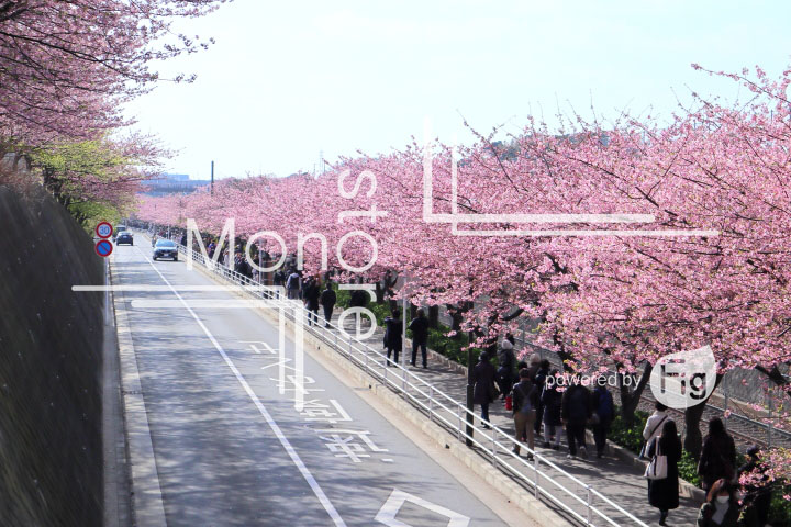 桜の写真 Cherry blossoms Photography 4619