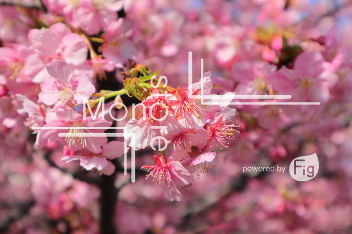 桜の写真 Cherry blossoms Photography 4627