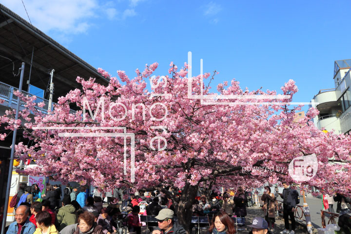 桜の写真 Cherry blossoms Photography 4629