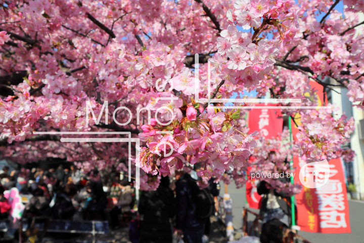 桜の写真 Cherry blossoms Photography 4630