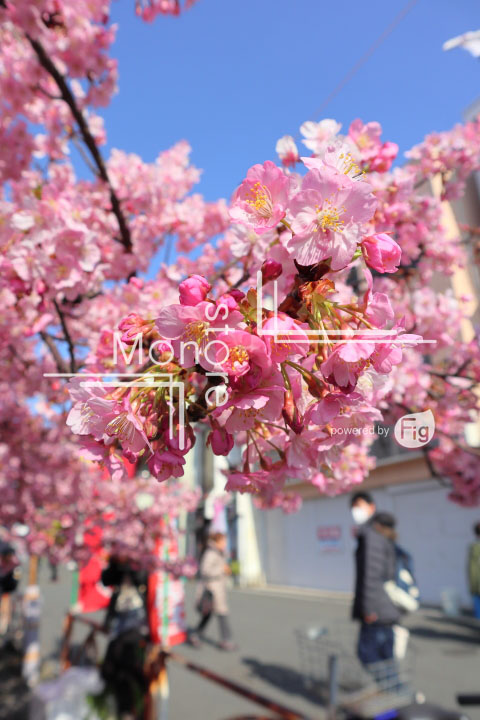 桜の写真 Cherry blossoms Photography 4635