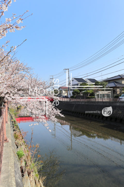 桜の写真 Cherry blossoms Photography 4959