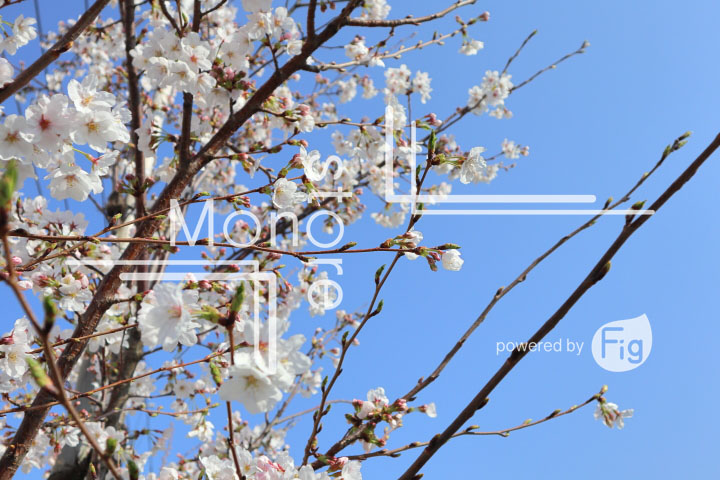 桜の写真 Cherry blossoms Photography 4960