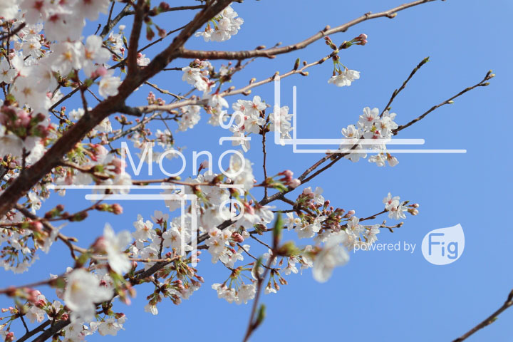 桜の写真 Cherry blossoms Photography 4962