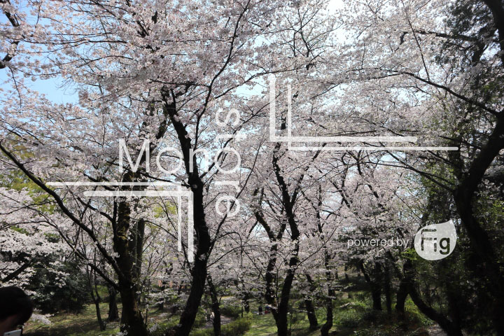 桜の写真 Cherry blossoms Photography 4972