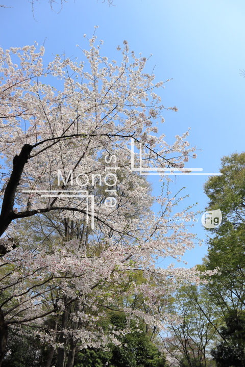 桜の写真 Cherry blossoms Photography 4975
