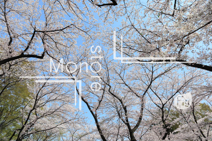 桜の写真 Cherry blossoms Photography 4979