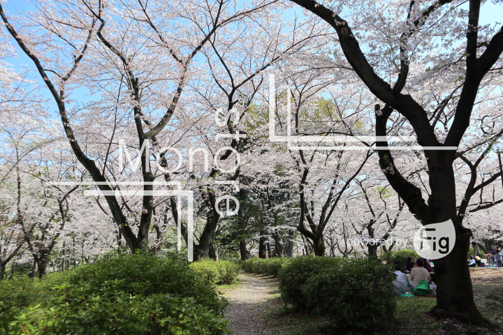 桜の写真 Cherry blossoms Photography 4984