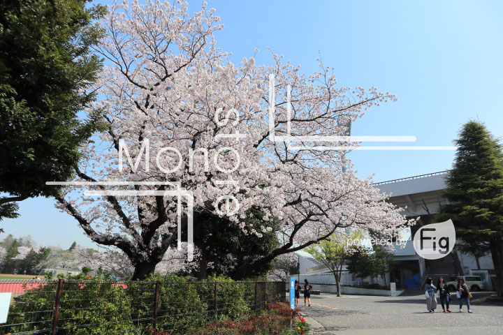 桜の写真 Cherry blossoms Photography 4992