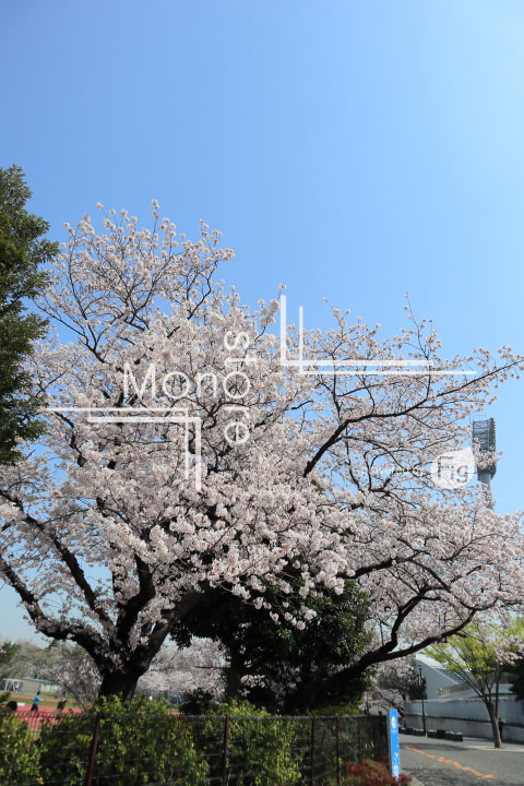 桜の写真 Cherry blossoms Photography 4993