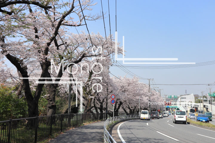 桜の写真 Cherry blossoms Photography 4997