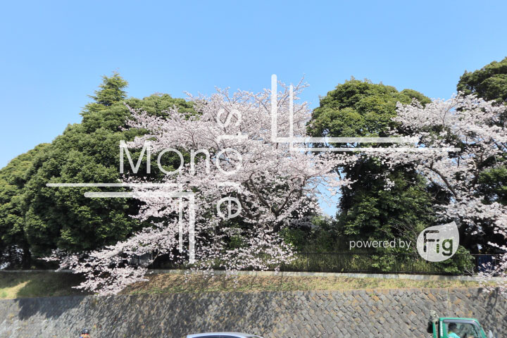 桜の写真 Cherry blossoms Photography 4999
