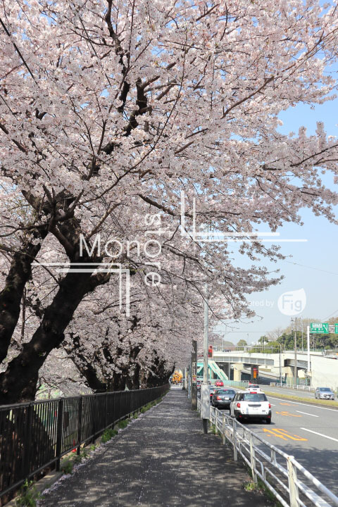 桜の写真 Cherry blossoms Photography 5000