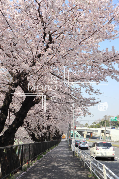 桜の写真 Cherry blossoms Photography 5001