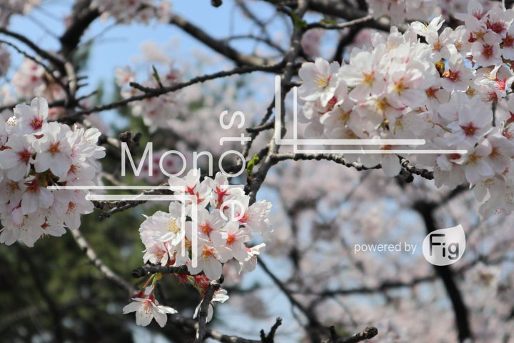桜の写真 Cherry blossoms Photography 5002
