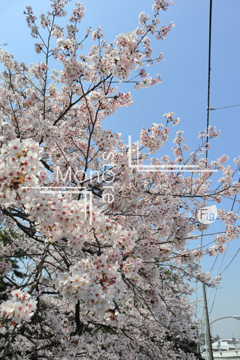 桜の写真 Cherry blossoms Photography 5005