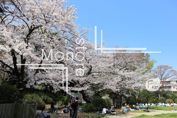 桜の写真 Cherry blossoms Photography 5006