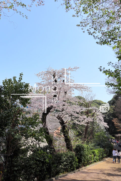 桜の写真 Cherry blossoms Photography 5034